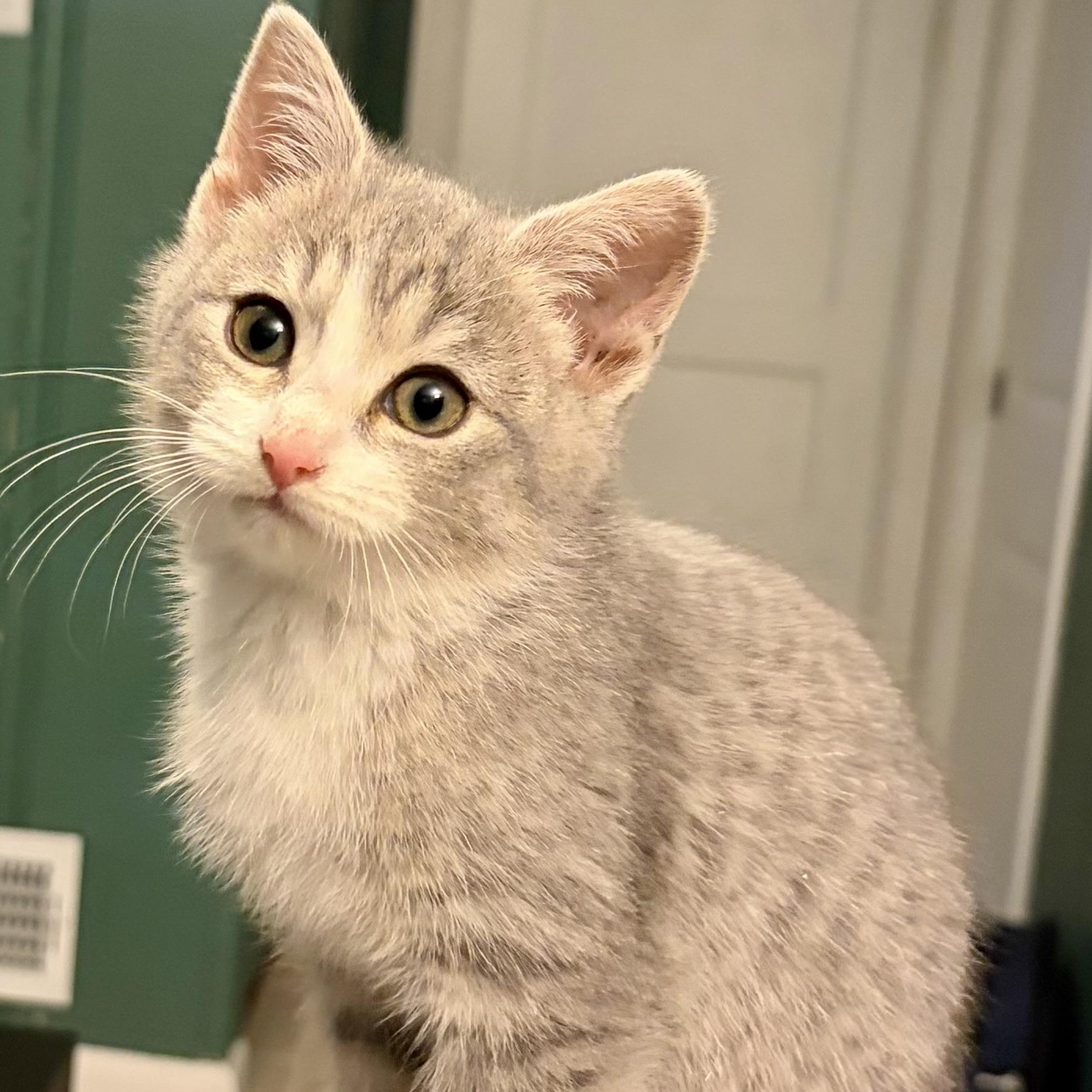 Lupita, adopted, Kitten Female Tabby & Domestic Short Hair.