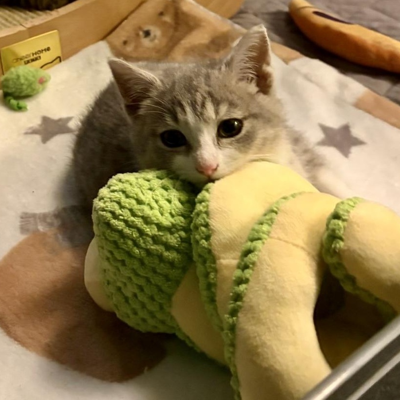 Lupita, an adopted mixed breed in Hyattsville, MD image 4/6