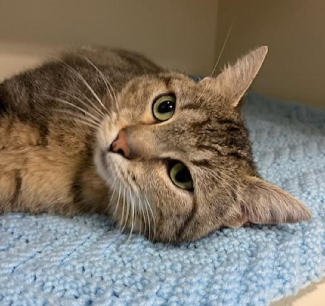 Enlarge Eeyore, a Adoptable Domestic Short Hair in Sewaren, NJ image 2/2