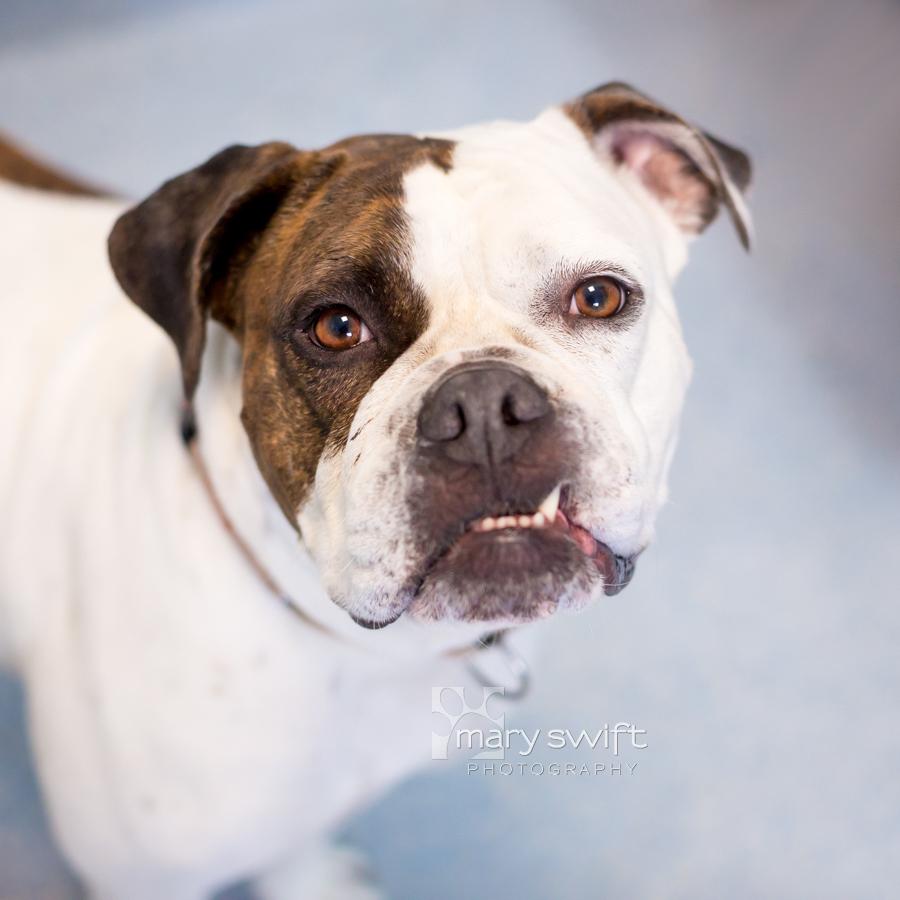 Missy, ADOPTABLE, Adult Female American Bulldog.