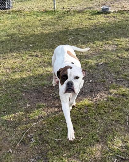 Enlarge Missy, a ADOPTABLE American Bulldog in Reisterstown, MD image 1/1