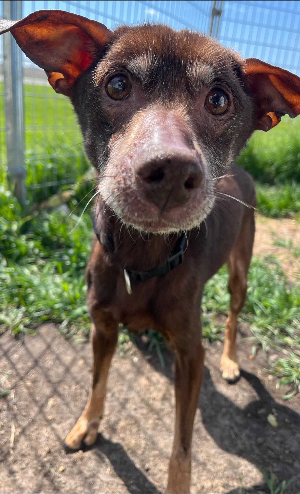 Gizmo, ADOPTABLE, Senior Female Miniature Pinscher.