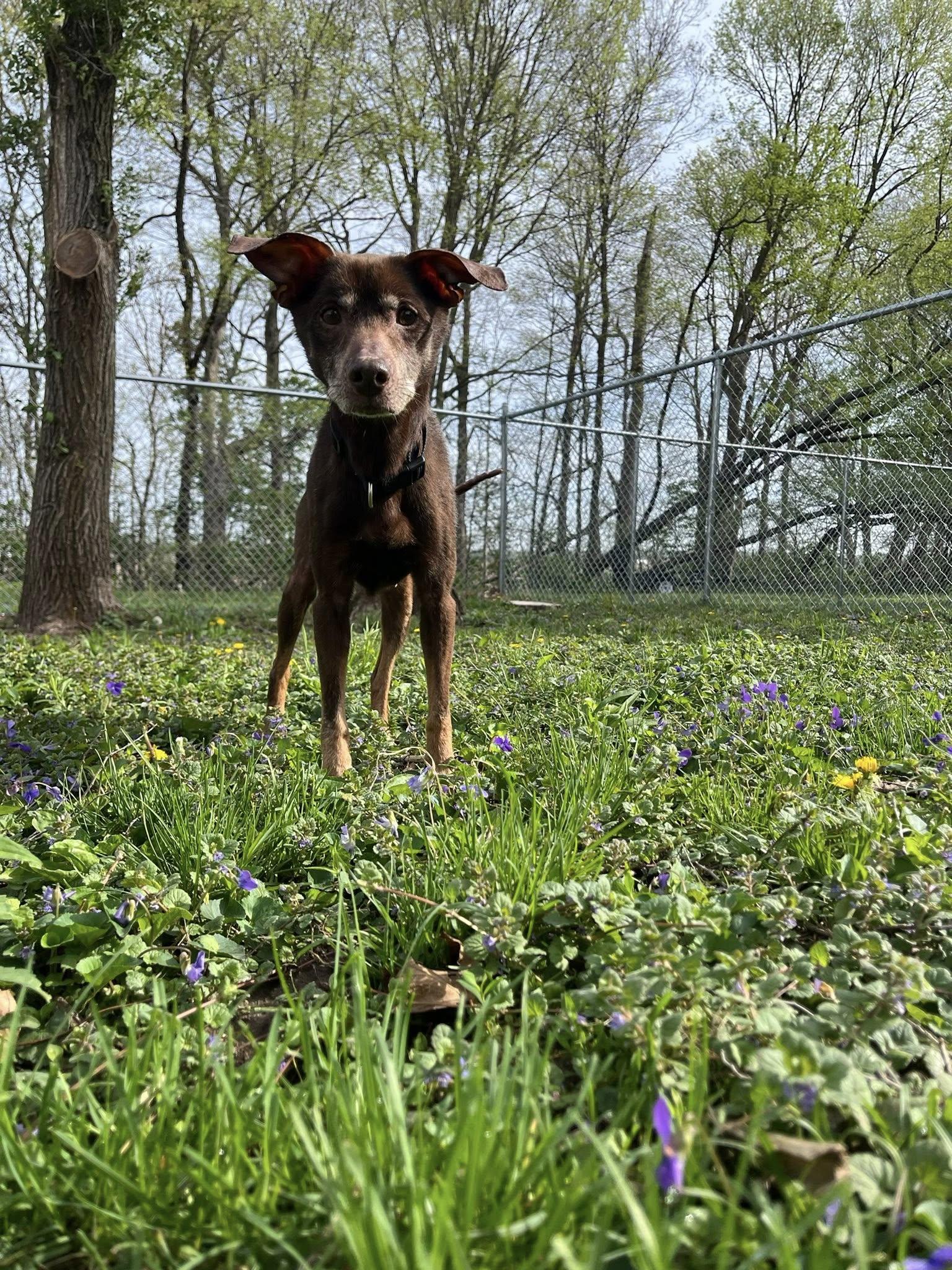 Enlarge Gizmo, a ADOPTABLE Miniature Pinscher in Attica, IN image 2/4