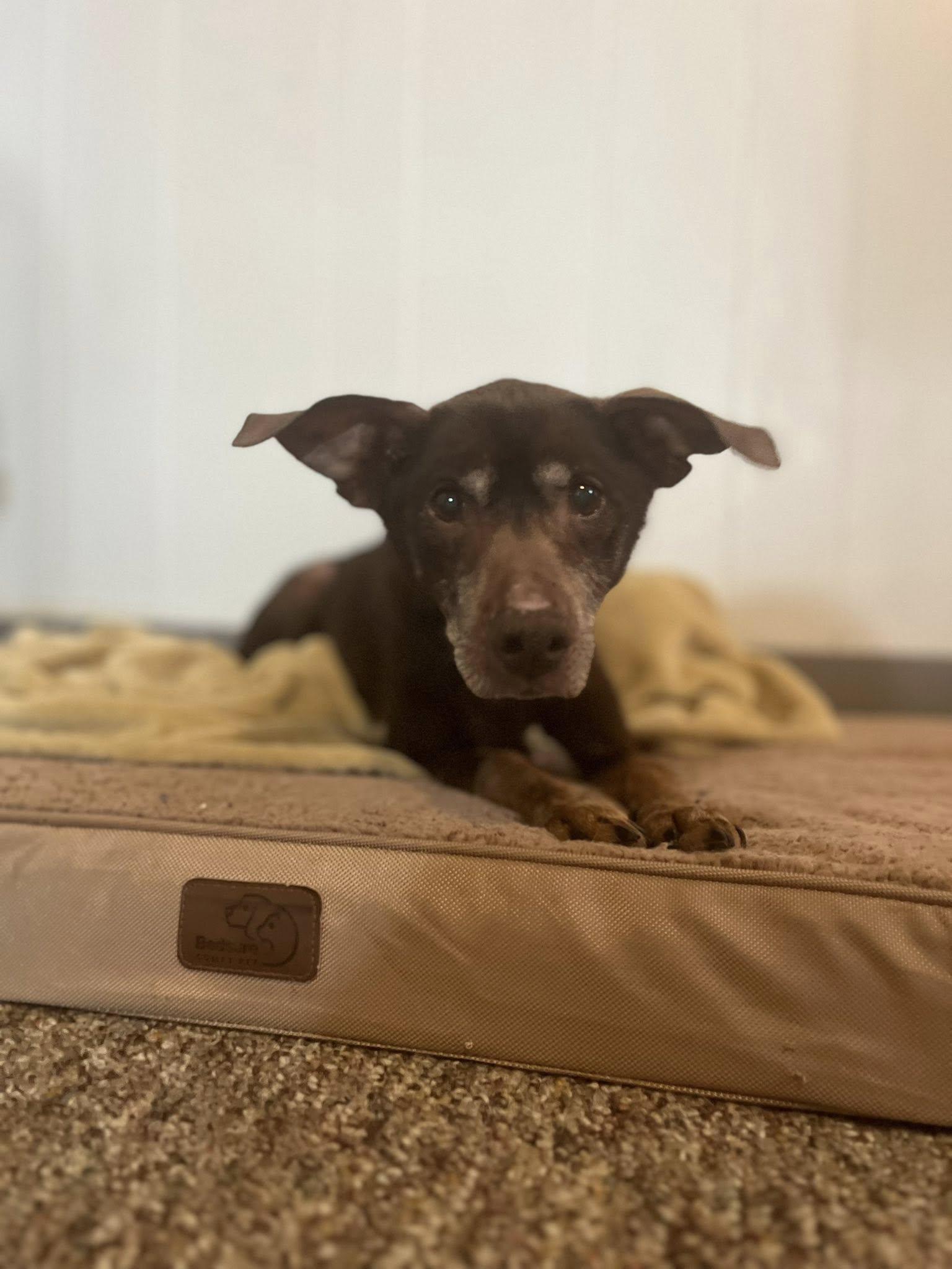 Enlarge Gizmo, a ADOPTABLE Miniature Pinscher in Attica, IN image 4/4