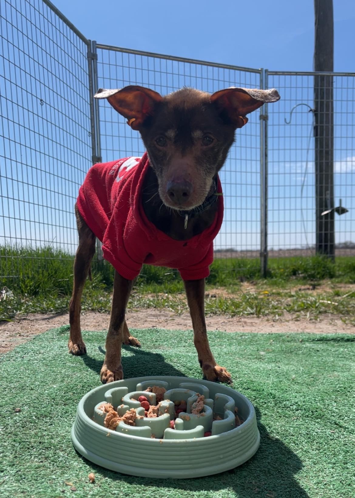 Enlarge Gizmo, a ADOPTABLE Miniature Pinscher in Attica, IN image 3/4