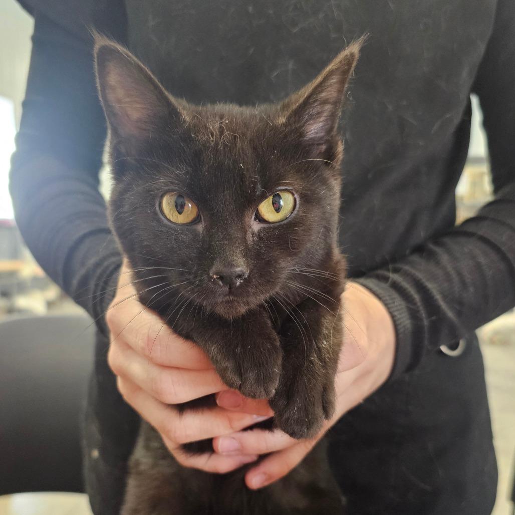 Chocolate, Adoptable, Young Female Domestic Short Hair.