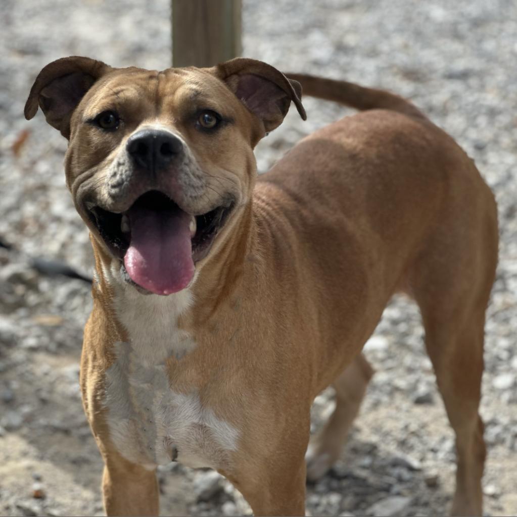 Enlarge Lani, a Adoptable Terrier in Mount Vernon, IN image 2/4