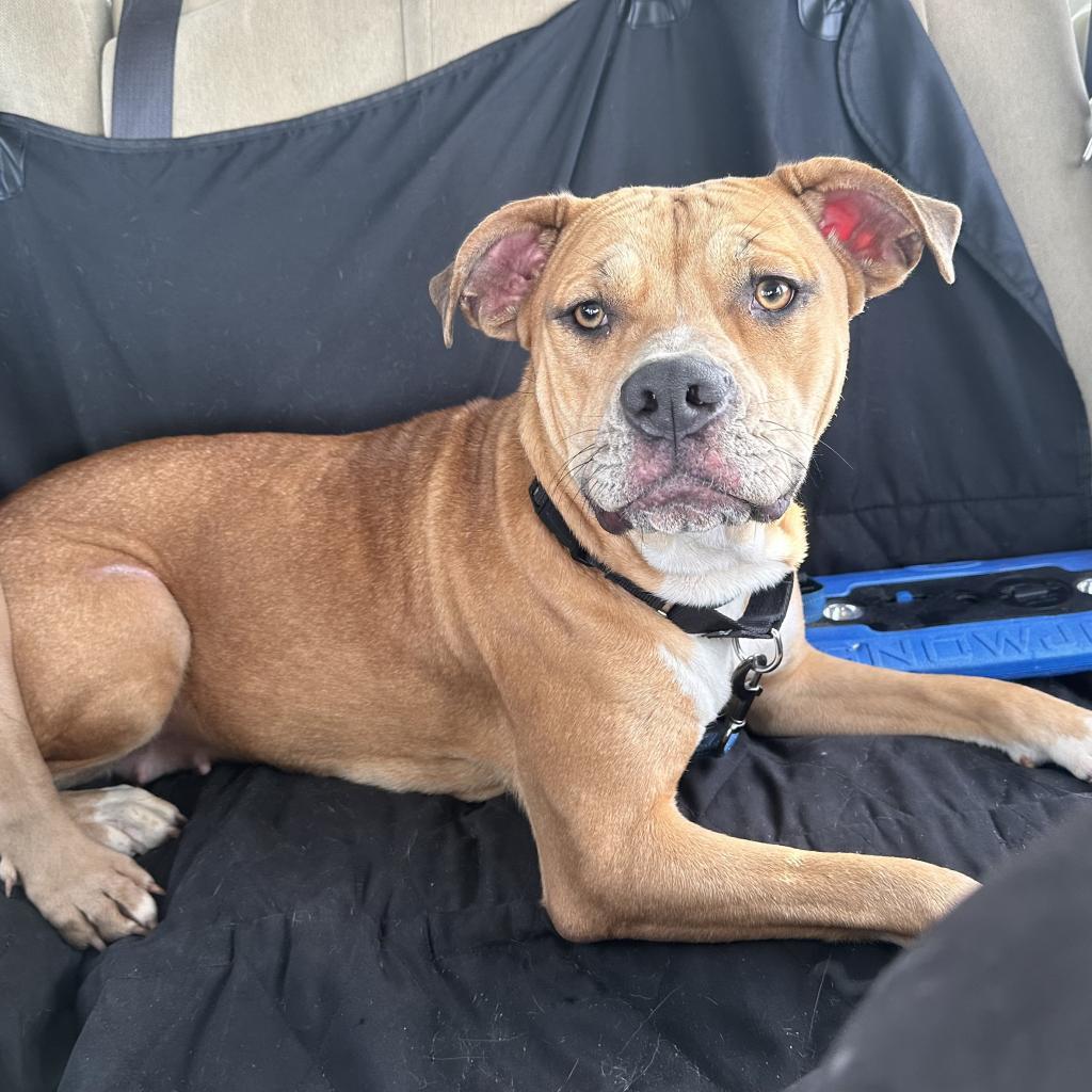 Lani, Adoptable, Adult Female Terrier.