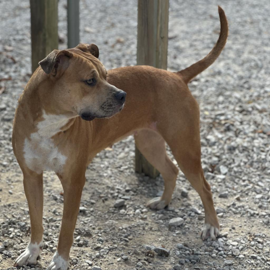 Lani, a Adoptable Terrier in Mount Vernon, IN image 3/4