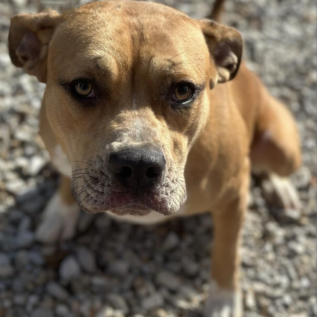 Lani, a Adoptable Terrier in Mount Vernon, IN image 4/4