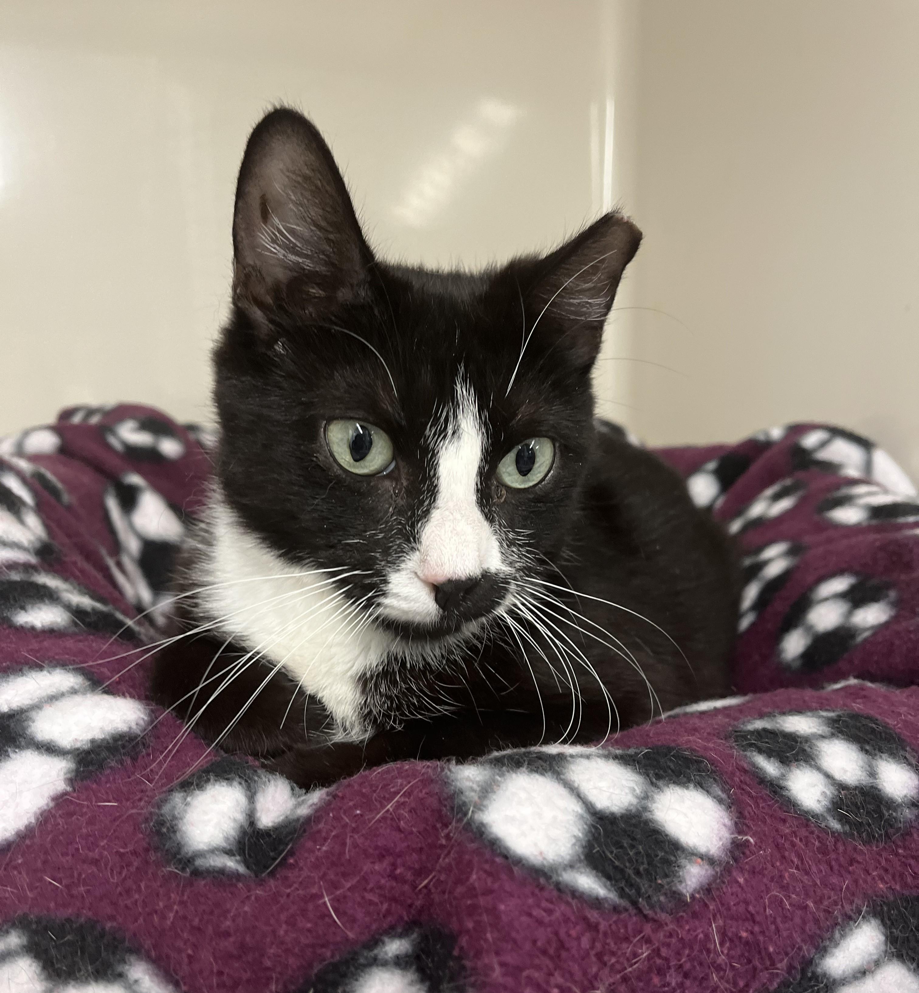 Enlarge Billie, a Adoptable Domestic Short Hair in Harrison, NY image 2/6