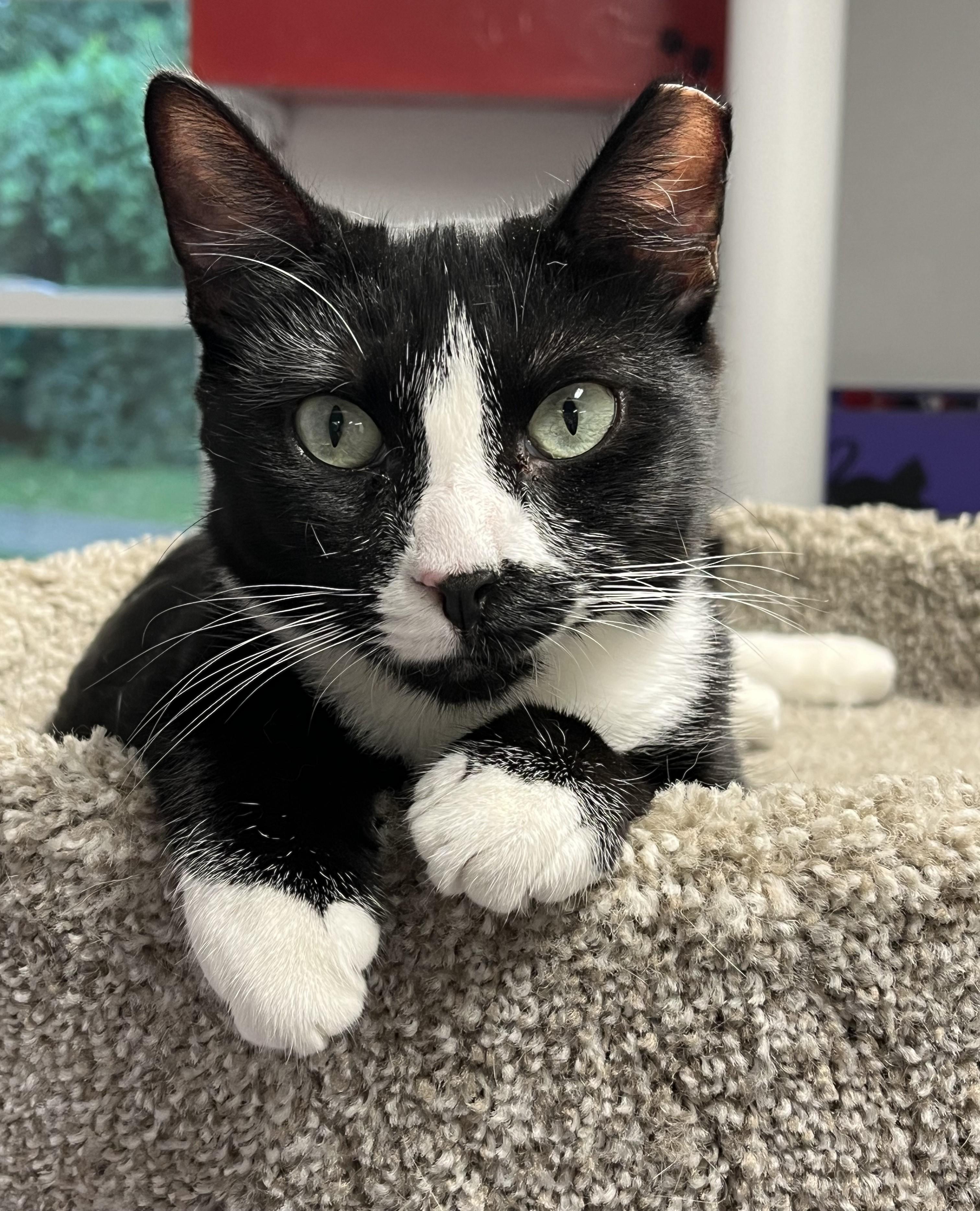 Enlarge Billie, a Adoptable Domestic Short Hair in Harrison, NY image 1/6