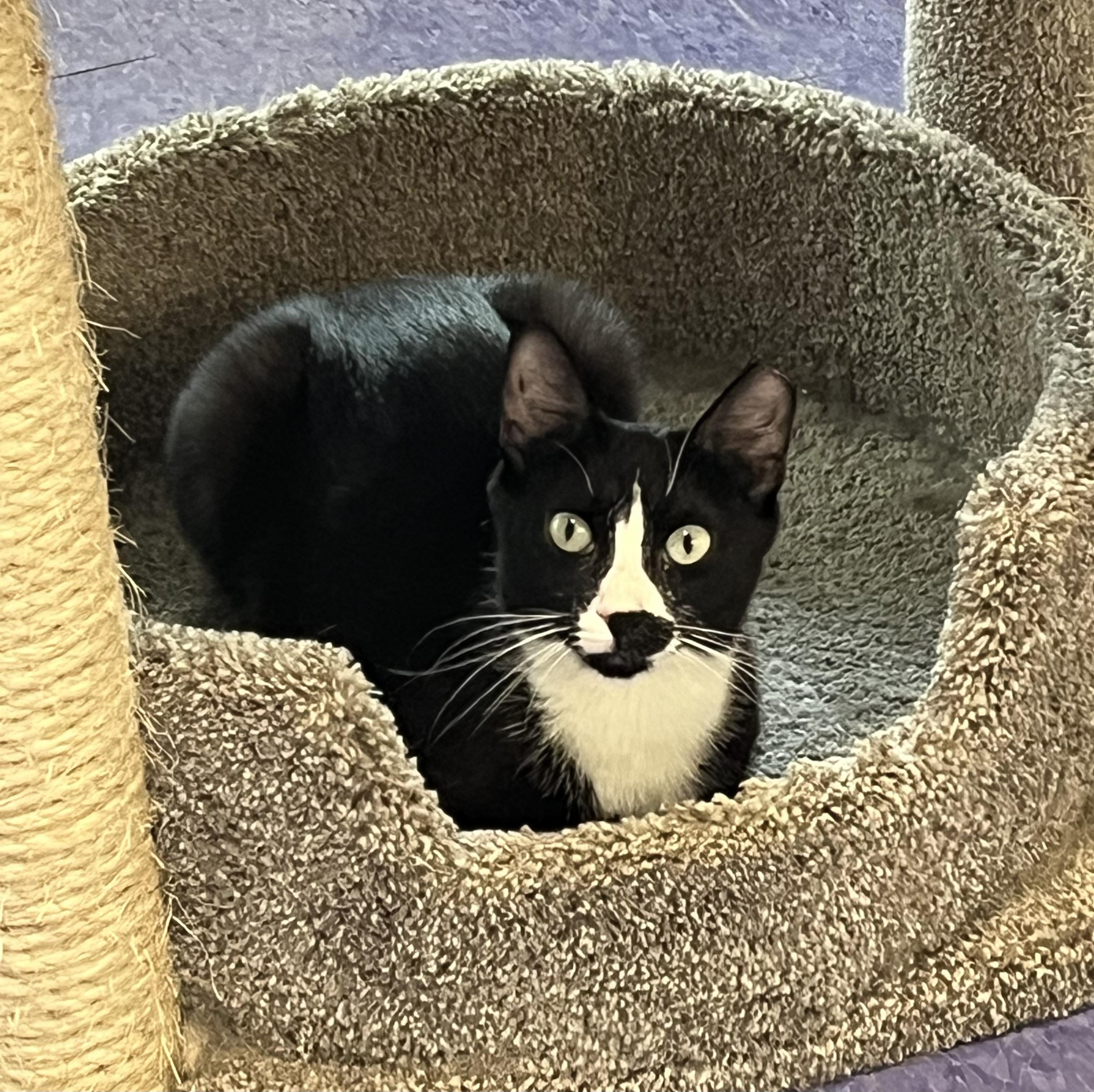 Enlarge Billie, a Adoptable Domestic Short Hair in Harrison, NY image 3/6