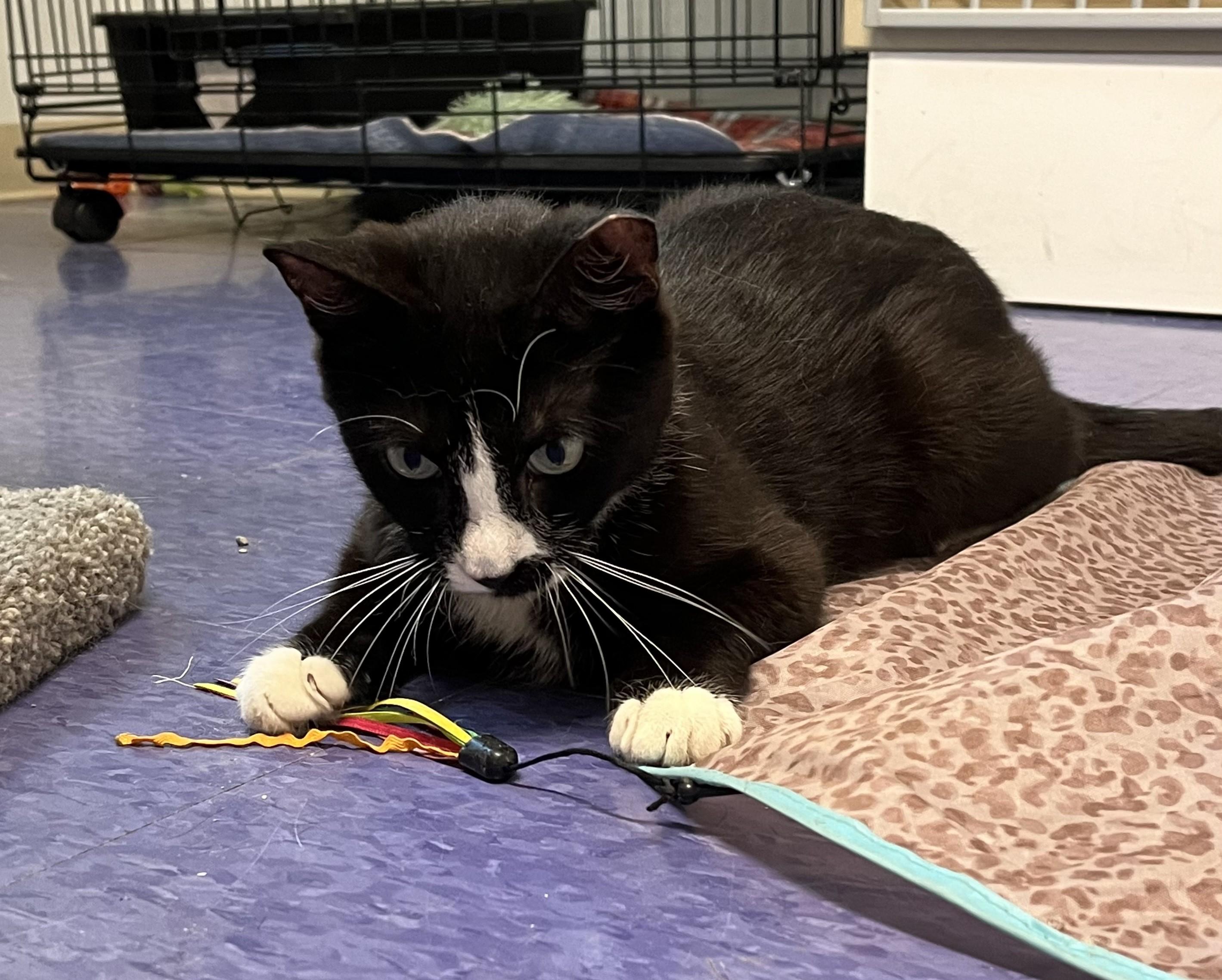 Enlarge Billie, a Adoptable Domestic Short Hair in Harrison, NY image 4/6