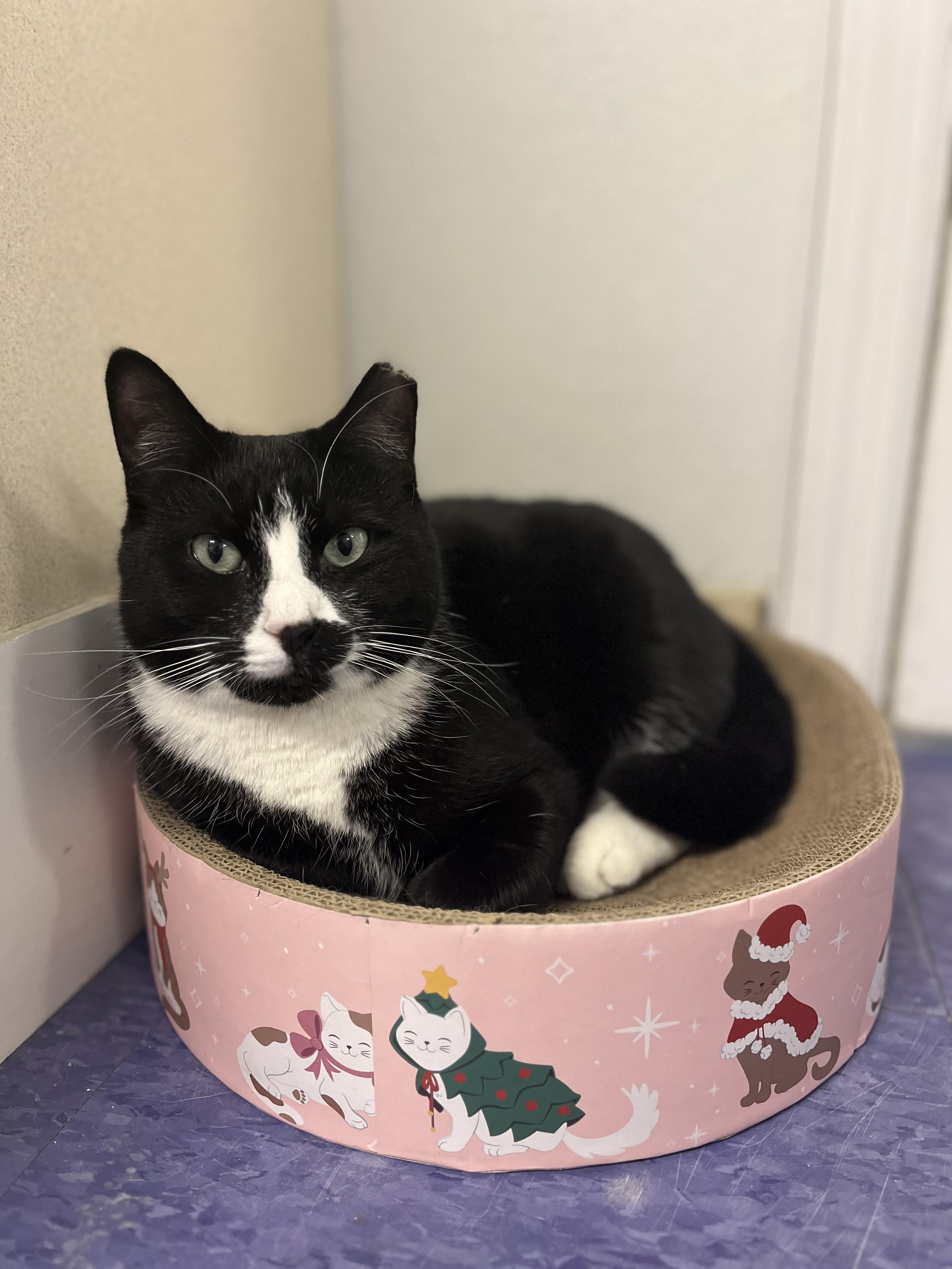 Billie, Adoptable, Young Female Domestic Short Hair.