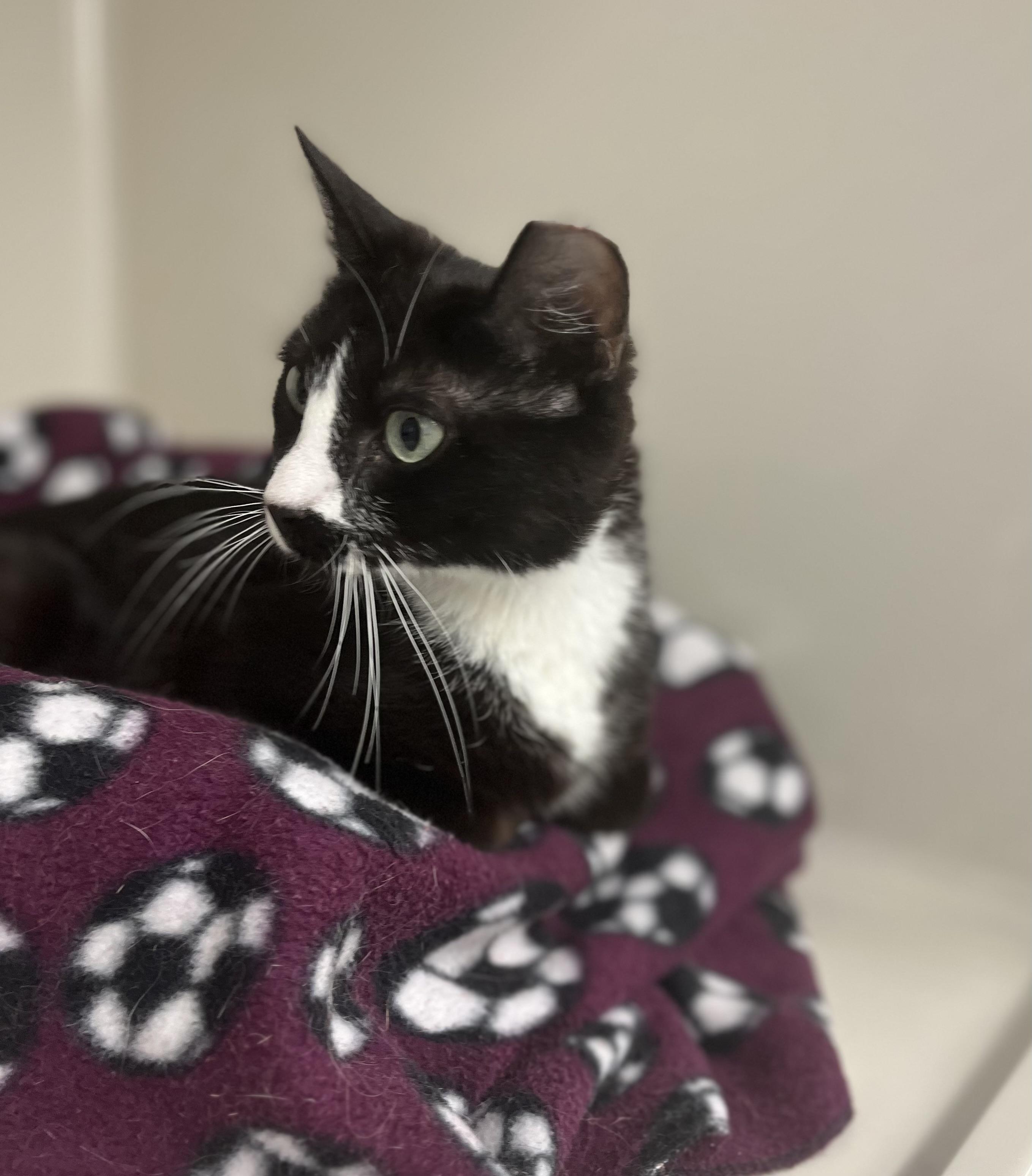 Enlarge Billie, a Adoptable Domestic Short Hair in Harrison, NY image 5/6