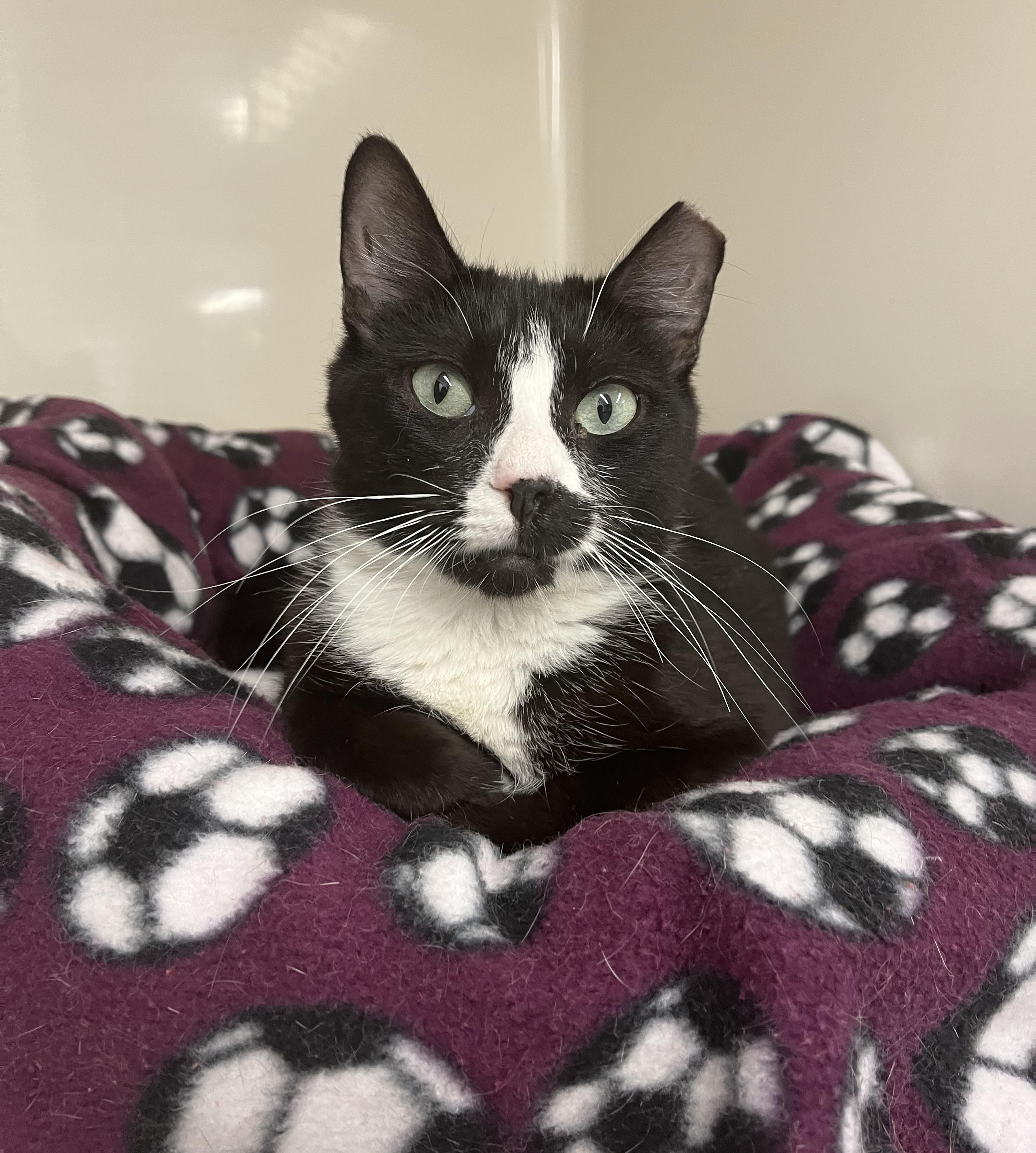 Enlarge Billie, a Adoptable Domestic Short Hair in Harrison, NY image 6/6