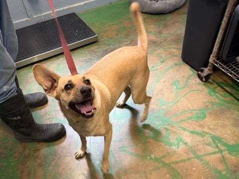 Enlarge Coco Pickle 21, a Adoptable mixed breed in Brookhaven, MS image 1/6