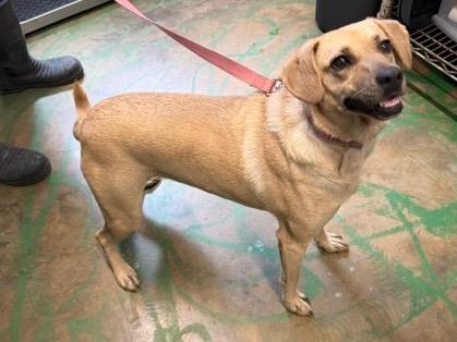 Enlarge Coco Pickle 21, a Adoptable mixed breed in Brookhaven, MS image 2/6