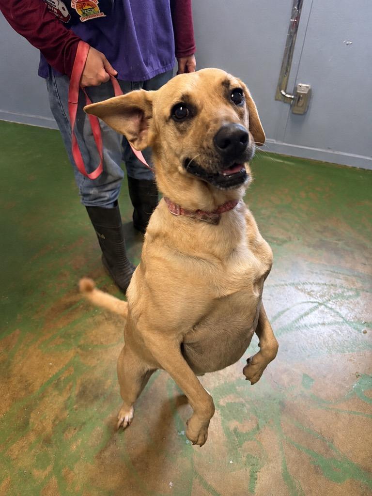 Enlarge Coco Pickle 21, a Adoptable mixed breed in Brookhaven, MS image 3/6