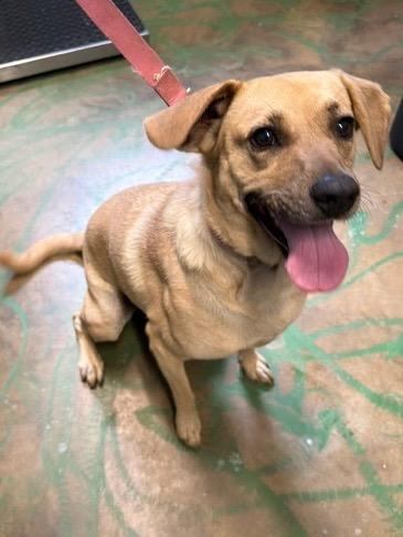 Enlarge Coco Pickle 21, a Adoptable mixed breed in Brookhaven, MS image 4/6