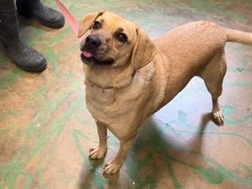 Enlarge Coco Pickle 21, a Adoptable mixed breed in Brookhaven, MS image 5/6
