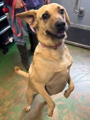 Enlarge Coco Pickle 21, a Adoptable mixed breed in Brookhaven, MS image 6/6