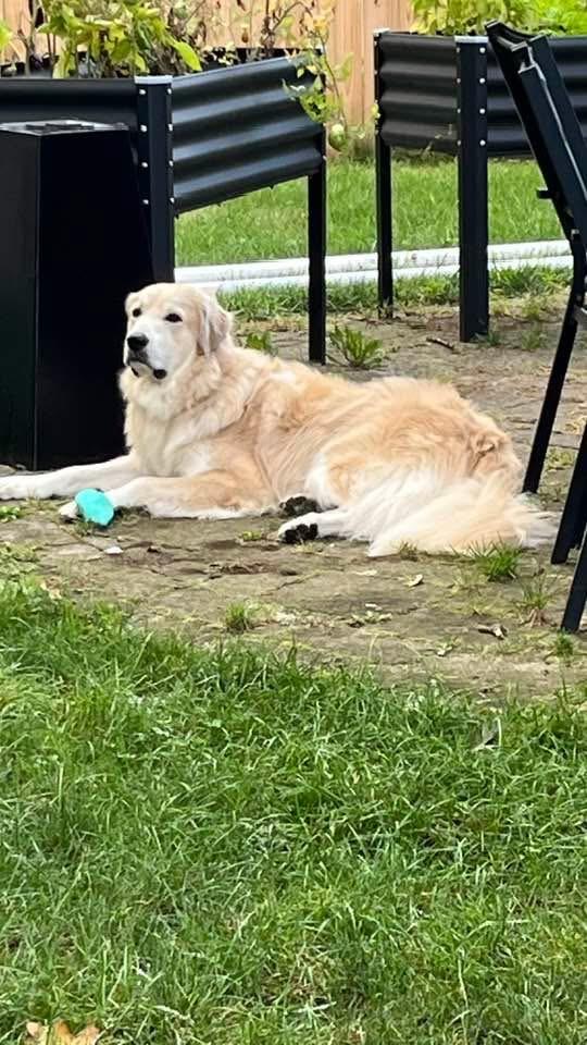 Ash, Adoptable, Young Male Great Pyrenees & Golden Retriever.