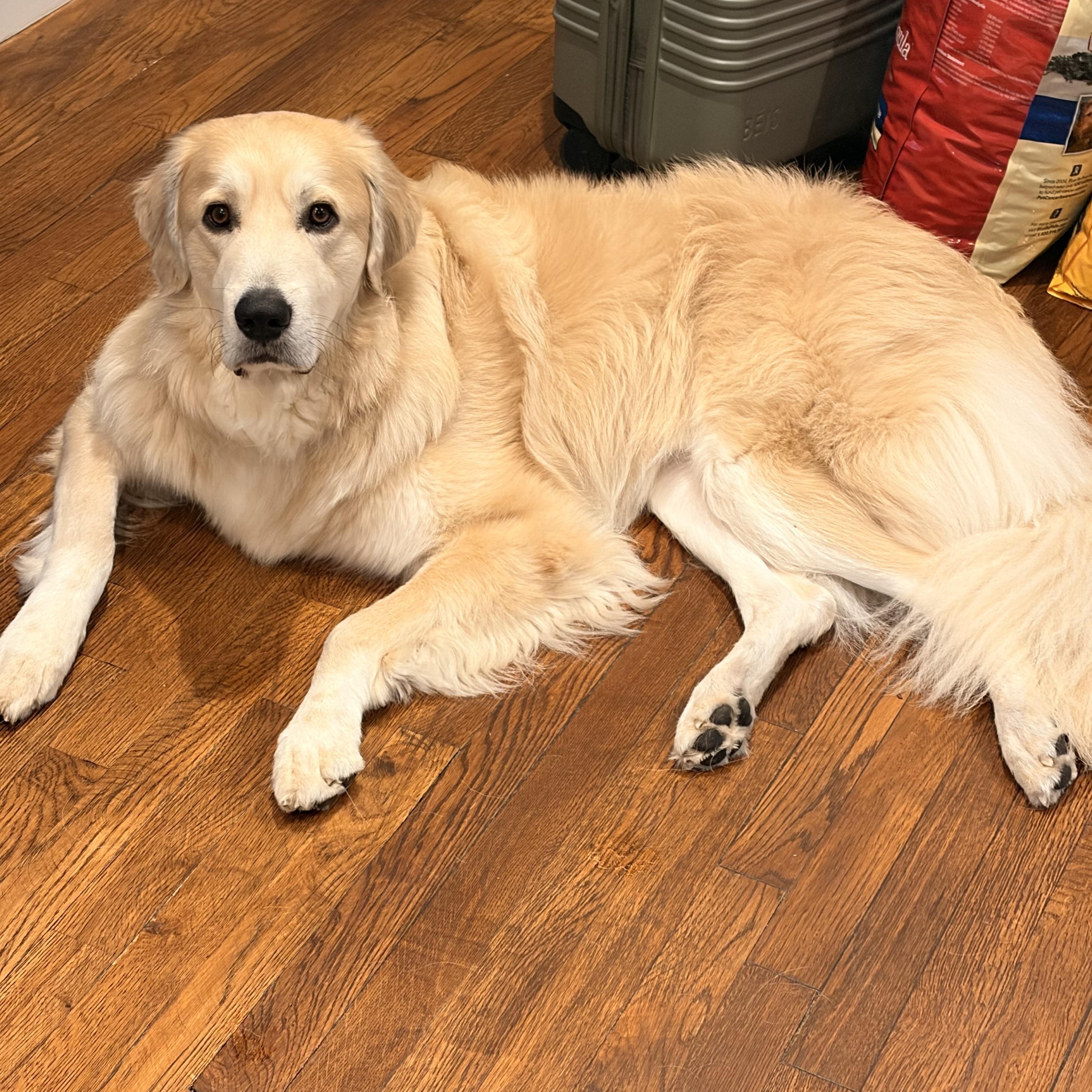 Enlarge Ash, a Adoptable mixed breed in East Haddam, CT image 4/4