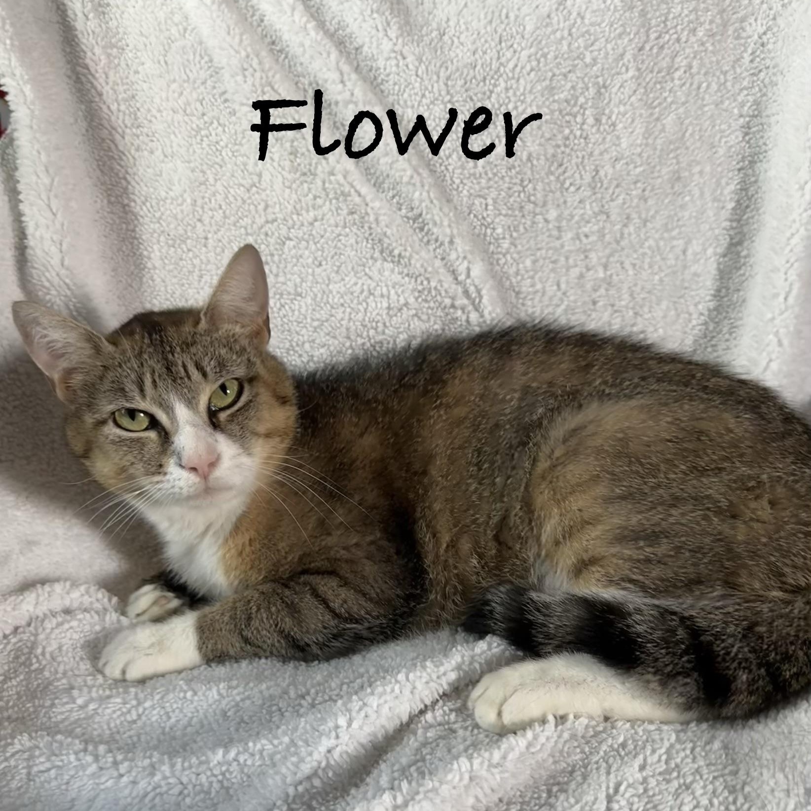 Flower, ADOPTABLE, Young Female Domestic Short Hair.