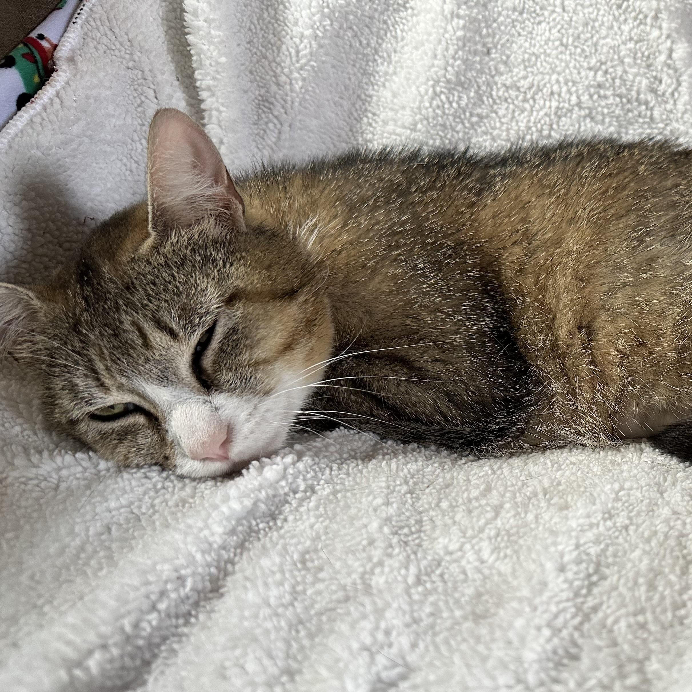 Enlarge Flower, a ADOPTABLE Domestic Short Hair in Maple Shade, NJ image 2/2