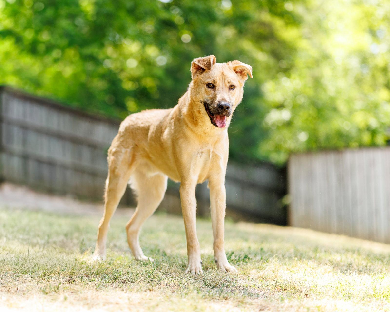 Hershey, Adoptable, Young Male Mixed Breed.