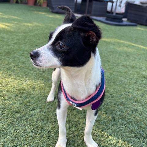 Enlarge Holly, a Adoptable Chihuahua in Pacifica, CA image 1/5