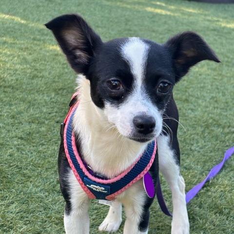 Enlarge Holly, a Adoptable Chihuahua in Pacifica, CA image 2/5