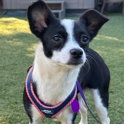 Enlarge Holly, a Adoptable Chihuahua in Pacifica, CA image 3/5