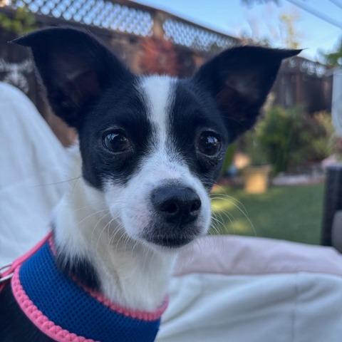 Enlarge Holly, a Adoptable Chihuahua in Pacifica, CA image 4/5