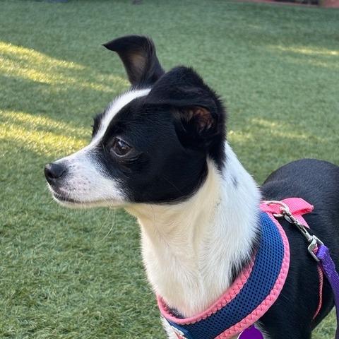 Enlarge Holly, a Adoptable Chihuahua in Pacifica, CA image 5/5