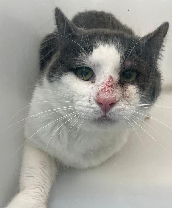 Moss, Adoptable, Adult Male Domestic Short Hair.