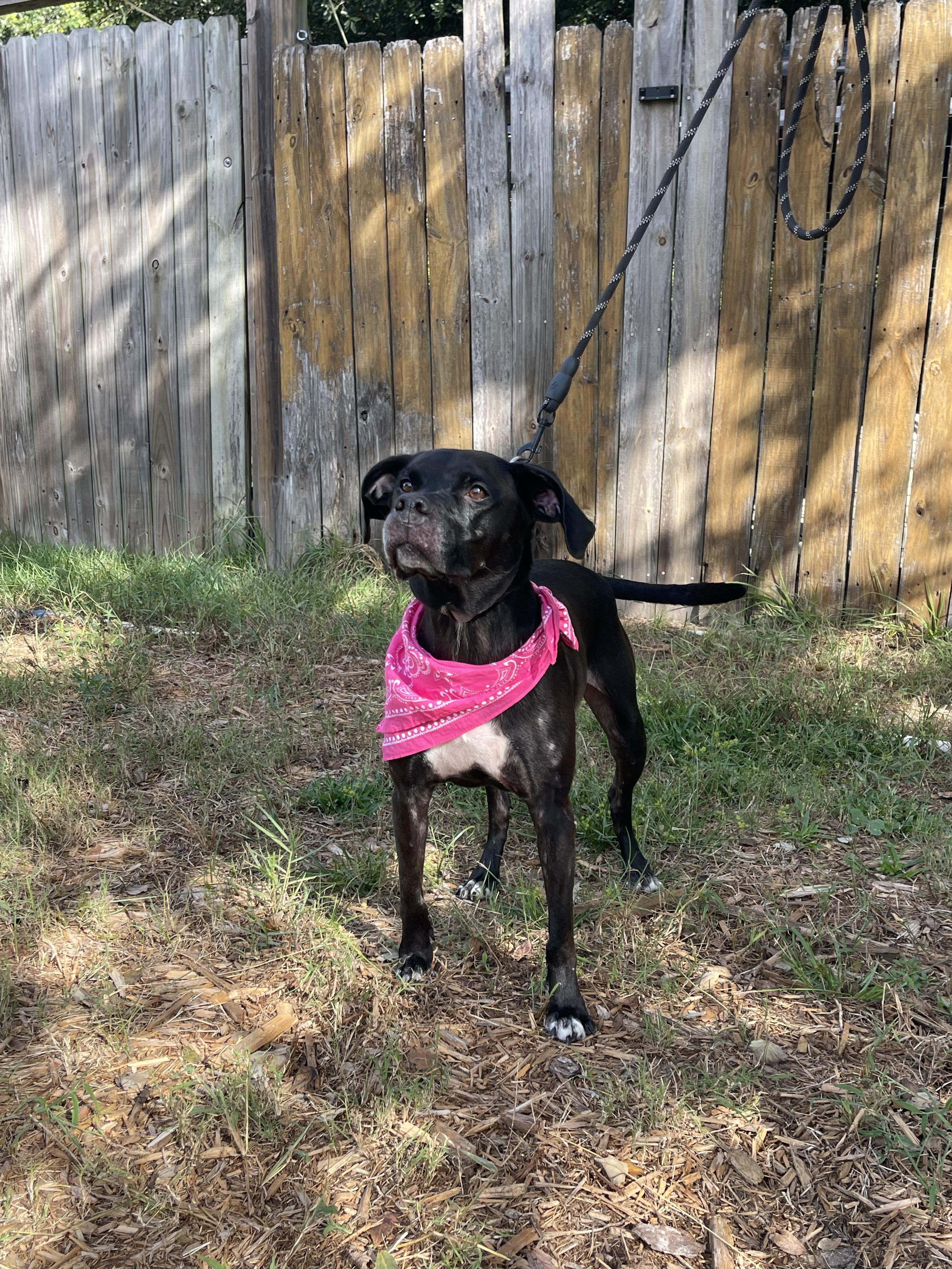 Enlarge Harley, a Adoptable mixed breed in Jacksonville, FL image 3/3