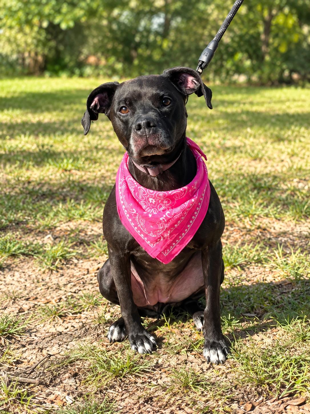 Harley, Adoptable, Adult Female Pointer & Boxer.