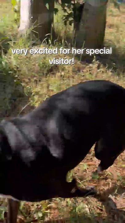 Enlarge Harley, a Adoptable mixed breed in Jacksonville, FL video 2/3