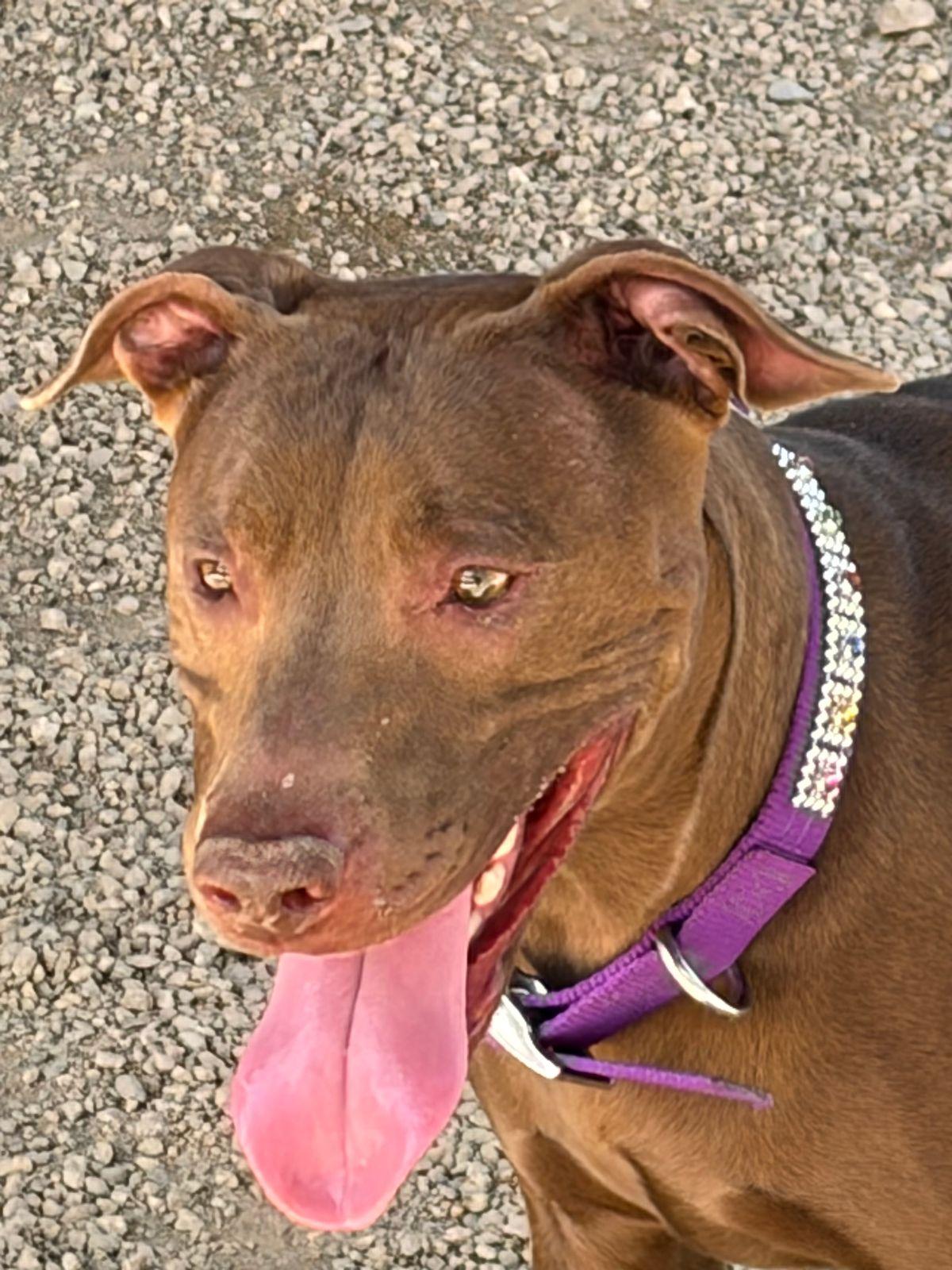 Velma, Adoptable, Adult Female American Staffordshire Terrier.