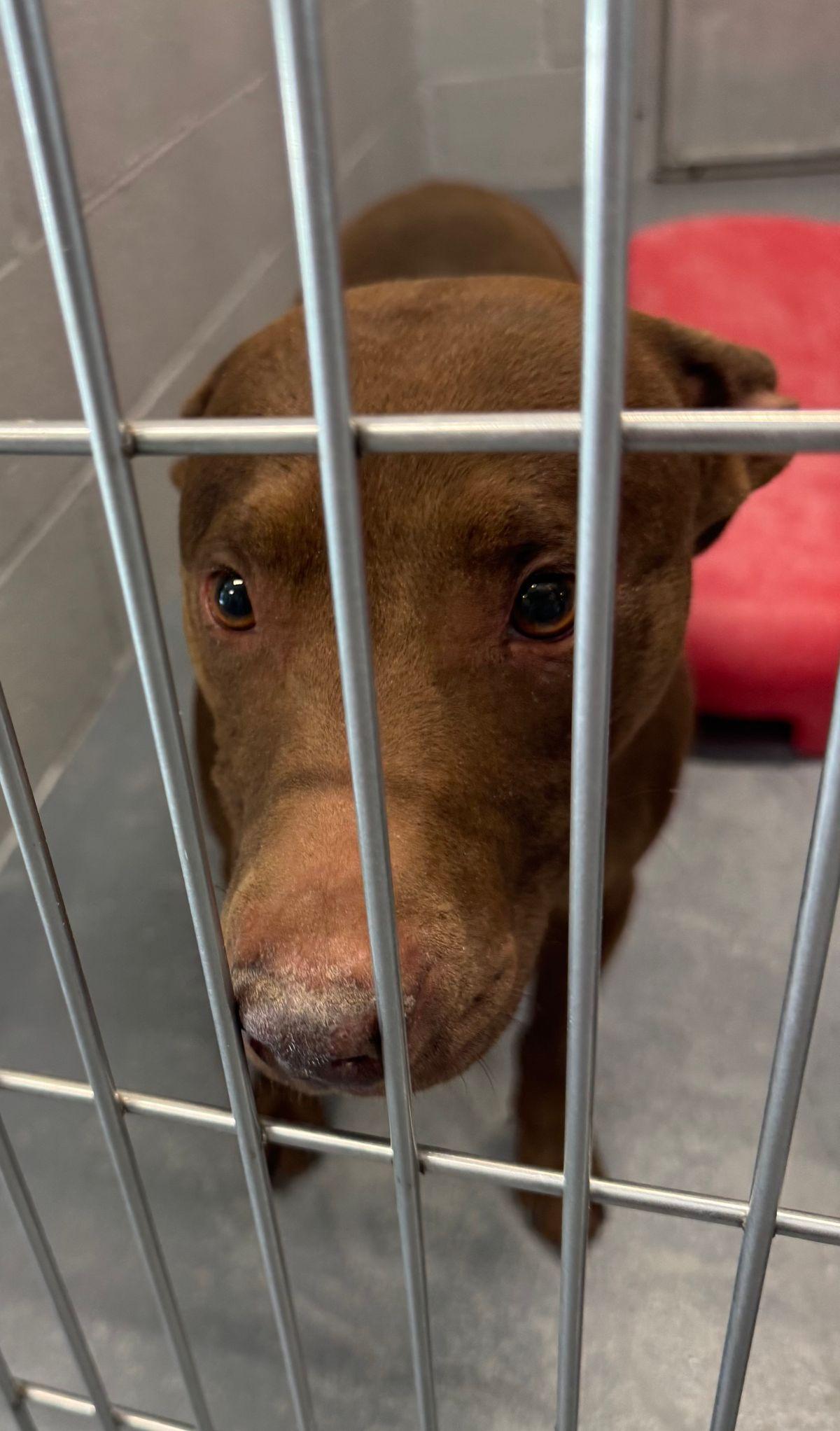 Enlarge Velma, a Adoptable American Staffordshire Terrier in Kingman, AZ image 2/2