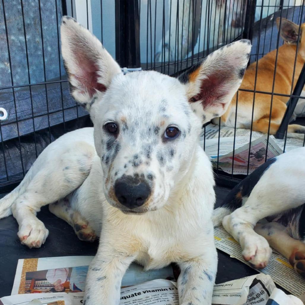 Bear KK, Baby Male Australian Cattle Dog / Blue Heeler