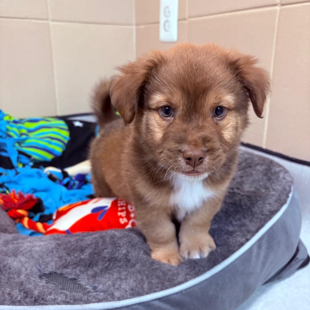 Enlarge Moss, an adoptable mixed breed in Fenton, MI image 2/2