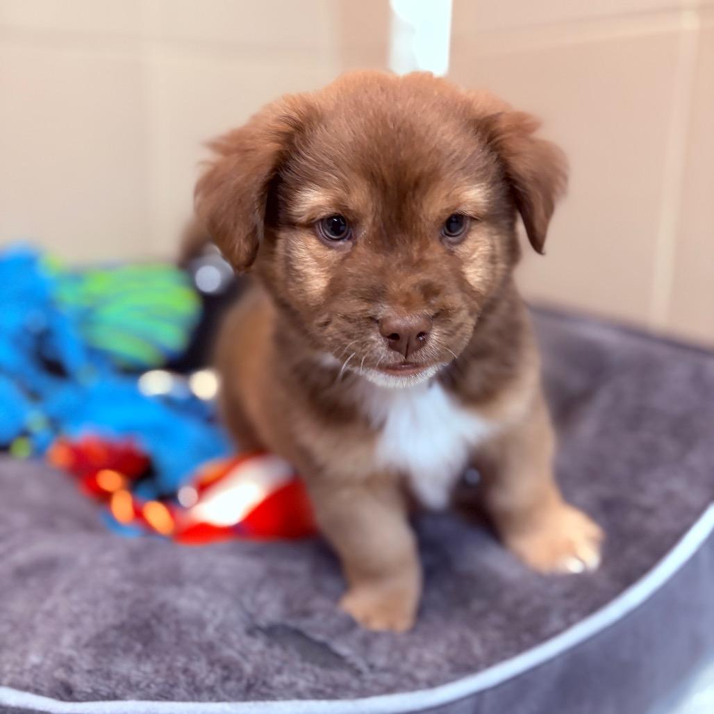 Enlarge Moss, an adoptable mixed breed in Fenton, MI image 1/2