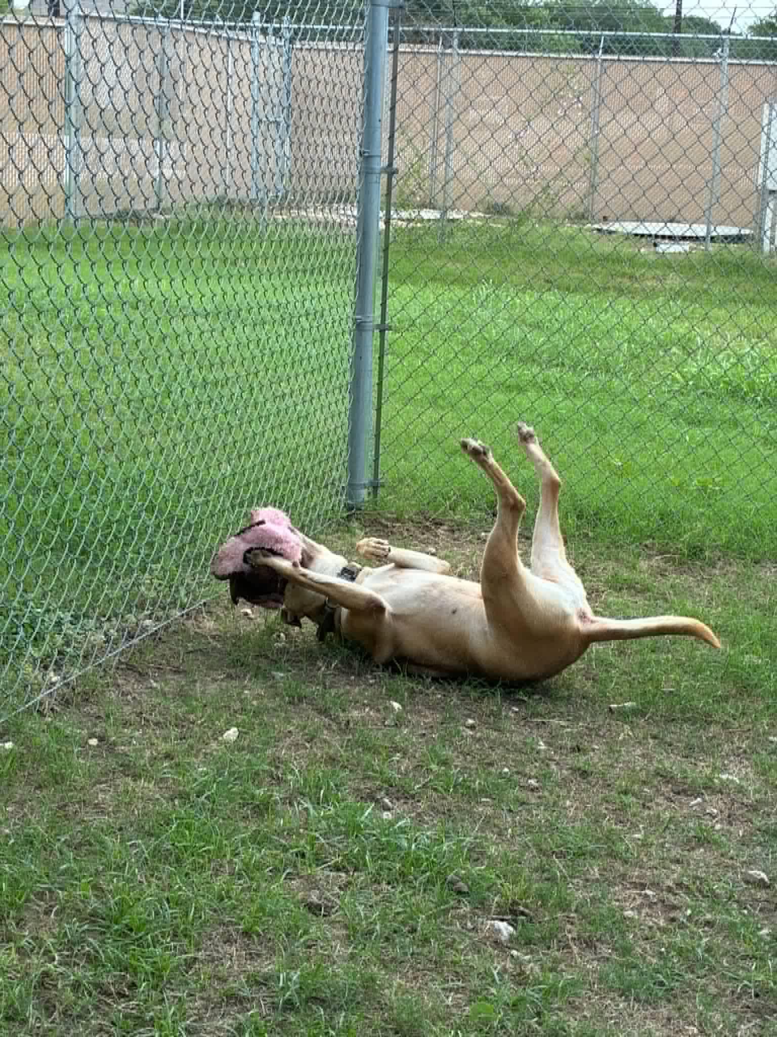 Enlarge Ollie, a Adoptable mixed breed in Elkhorn, WI image 4/5