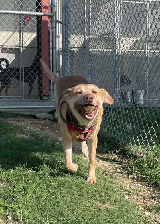 Enlarge Ollie, a Adoptable mixed breed in Elkhorn, WI image 5/5
