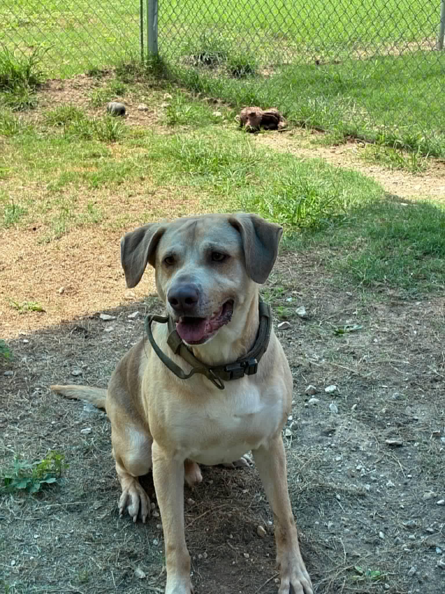 Ollie, Adoptable, Young Male Yellow Labrador Retriever.