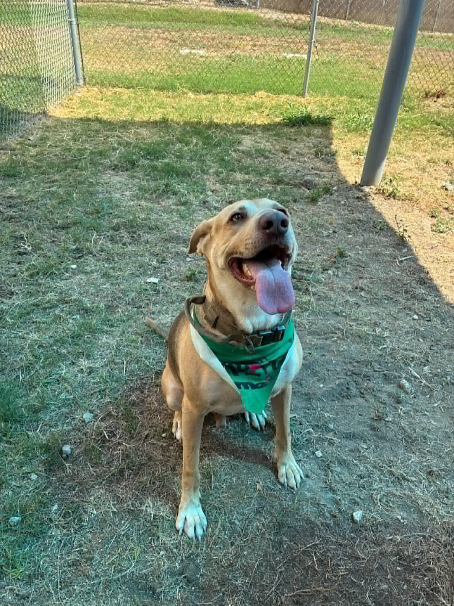 Enlarge Ollie, a Adoptable mixed breed in Elkhorn, WI image 3/5